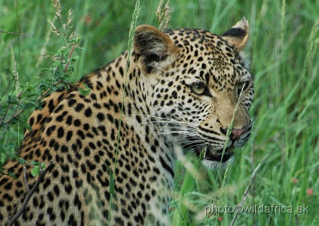 puku rsa 196.jpg - Meeting with leopard mother, near Babalala between Punda maria and Shingwedzi.